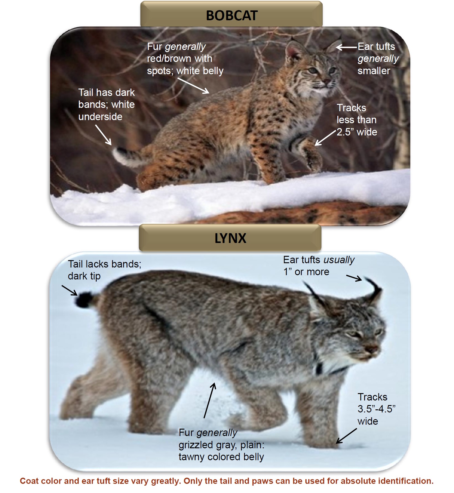 Lynx ID